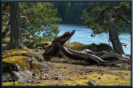 North Pender Island - The lush colours of spring, Roesland