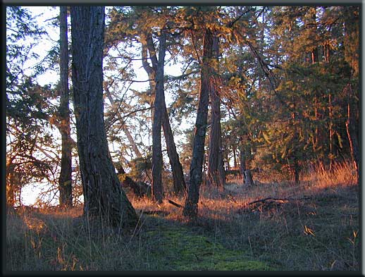 North Pender Island - Late afternoon at Roesland