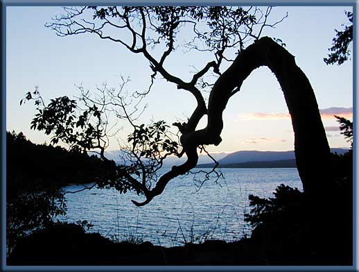 North Pender Island - A wind swept Arbutus tree at Roesland
