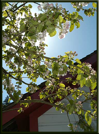 Salt Spring Island - Spring blossoms at Ruckle Park