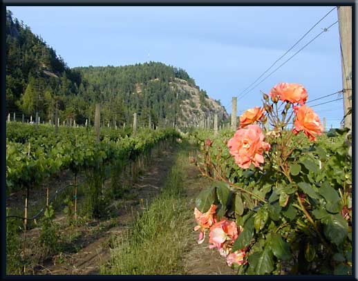 Saturna Island - Young grapes and roses at Saturna Island Vineyards