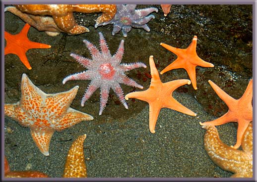 Gulf Islands - A colourful selection of sea stars