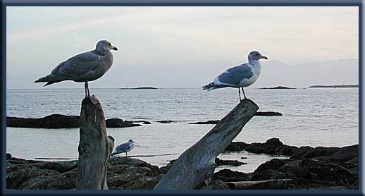 Quadra Island - Waiting for something