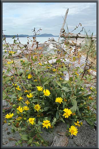 Sidney Island - Sidney Spit, Gulf Islands National Park