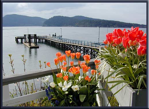 Mayne Island - Spring tulips above Active Pass; from the Springwater Lodge