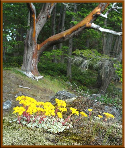 North Pender Island - Sedum and Arbutus trees at Roesland