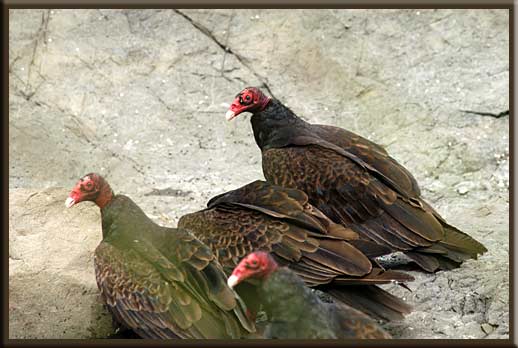 North Pender Island - Turkey Vultures