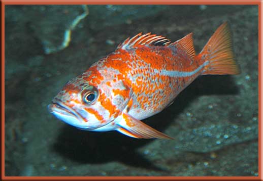 Gulf Islands - Vermilion Rockfish - Sebastes miniatus