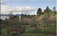 Orchard